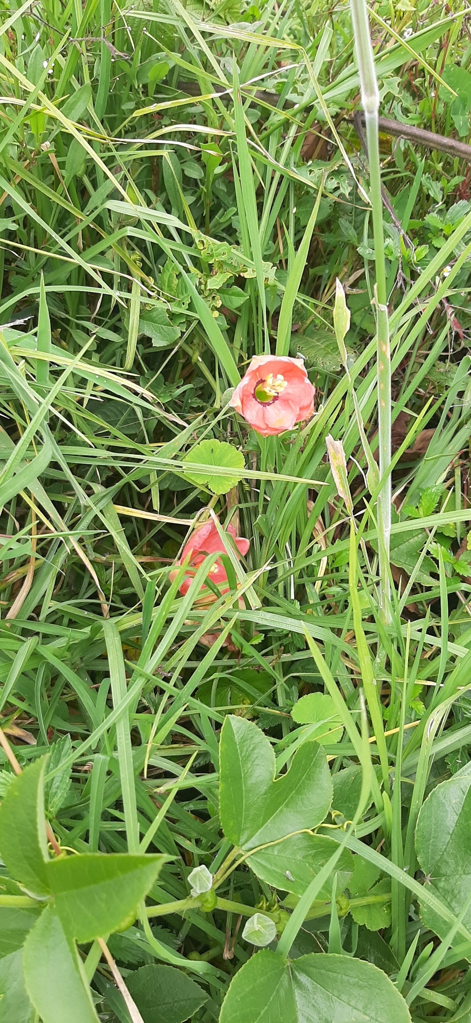 Passiflora mixta image