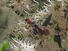 Euryglossa ephippiata