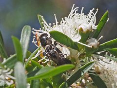Euryglossa ephippiata