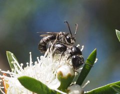 Euryglossa ephippiata