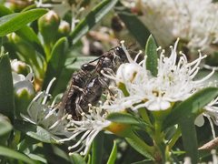 Euryglossa ephippiata
