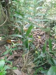Schizostachyum diffusum