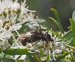 Euryglossa ephippiata