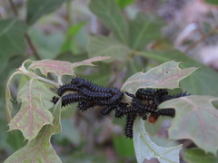 Hemileuca maia