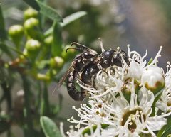 Euryglossa ephippiata