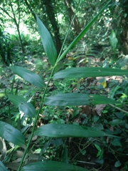 Schizostachyum diffusum