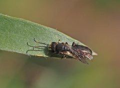 Euryglossa ephippiata