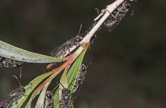 Euryglossa ephippiata