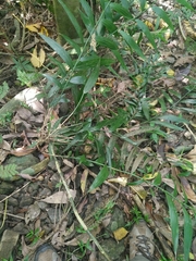 Schizostachyum diffusum