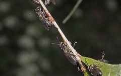 Euryglossa ephippiata