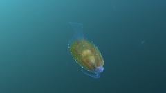 Phylliroe
