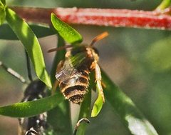 Euryglossa adelaidae
