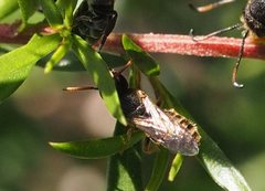 Euryglossa adelaidae