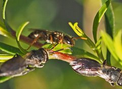 Euryglossa adelaidae