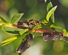 Euryglossa adelaidae