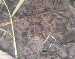 Pseudopolydesmus pinetorum