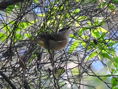 Pachycephala olivacea