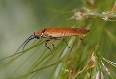 Ellipsidion humerale