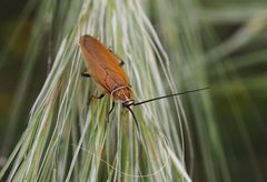 Ellipsidion humerale