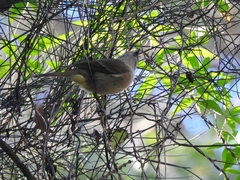 Pachycephala olivacea