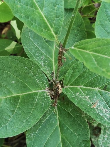 Image of Vincetoxicum acuminatifolium by (c) oonharn, some rights reserved (CC BY)