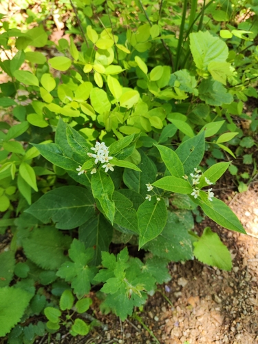 Image of Vincetoxicum acuminatifolium by (c) oonharn, some rights reserved (CC BY)