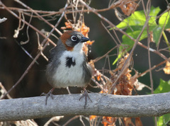 Rusty-Crowned Ground-Sparrow photo 4