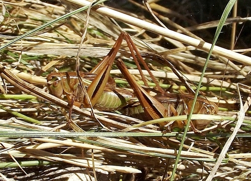 Croatian Meadow Bush-cricket