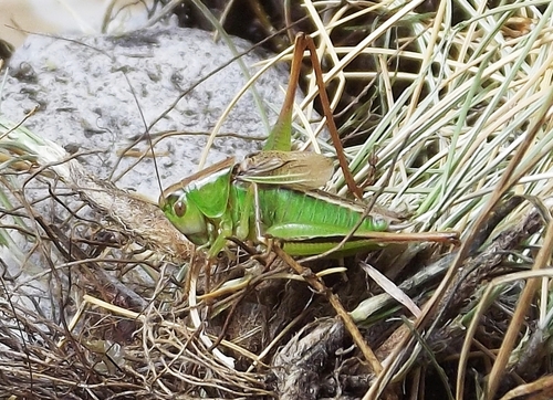 Kraussov livadni konjic (Bicolorana kraussi)