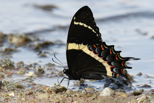 Magnificent Swallowtail