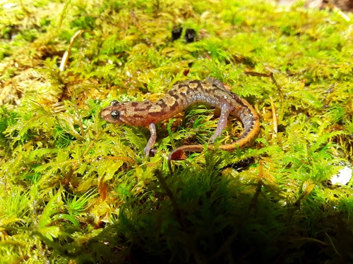 Blue Ridge Dusky Salamander