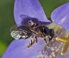 Lasioglossum sphecodoides