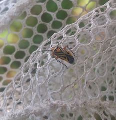 Calocoris barberi