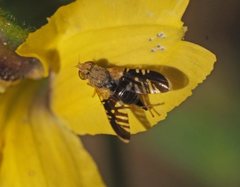 Spathulina acroleuca