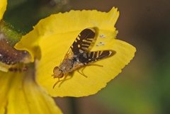 Spathulina acroleuca