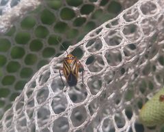 Calocoris barberi