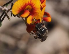 Lasioglossum calophyllae