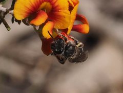 Lasioglossum calophyllae
