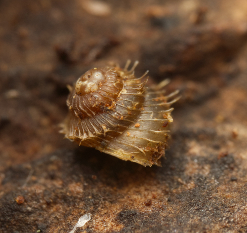 Prickly Snail