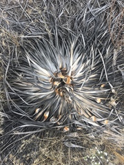 Hesperoyucca whipplei