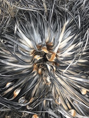 Hesperoyucca whipplei