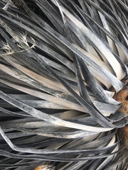 Hesperoyucca whipplei