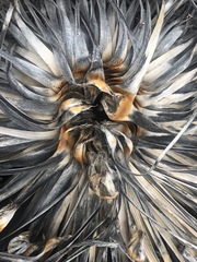 Hesperoyucca whipplei