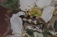 Castiarina decemmaculata