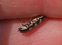 Castiarina decemmaculata