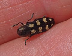 Castiarina decemmaculata