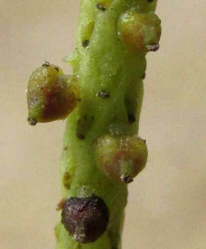 Peperomia angustata (Peperomia angustata)