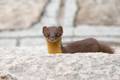 Yellow-Bellied Weasel photo 3