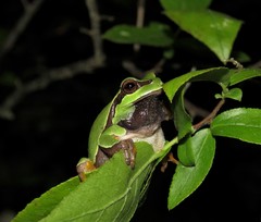 Hyla andersonii