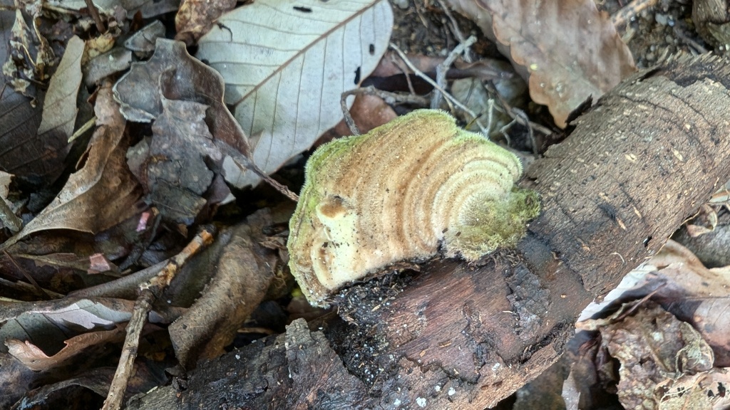 Trametes betulina · June 2024 · photo: © atsushi_nakajima_cirque (iNaturalist, cc-by)